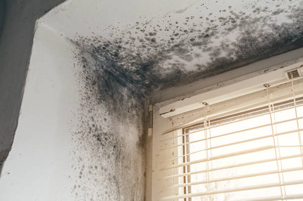Affordable Mold Remediation solutions in Ellicott City, MD